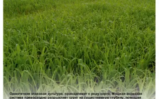 ПРИОБСКАЯ 97