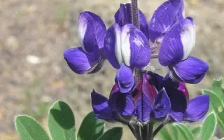 МАНОВИЦКИЙ