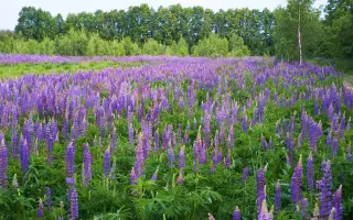 ДЕСНЯНСКИЙ