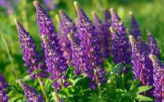 БРИГАНТИНА