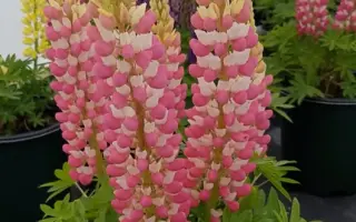 ДЕМИДОВСКИЙ