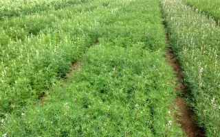 НЕМЧИНОВСКИЙ 846