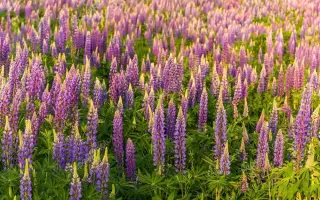 ФЁДОРОВСКИЙ