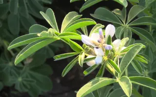 БЕЛОРОЗОВЫЙ 144