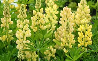 БРЯНСКИЙ КОРМОВОЙ