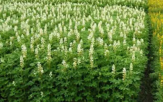 БРЯНСКИЙ СИДЕРАТ