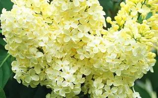 ПРИМОРОЧКА