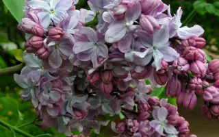 ВЕЛИКАЯ ПОБЕДА