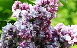 МОСКОВСКИЙ УНИВЕРСИТЕТ