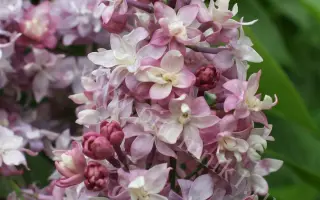 ФЕДЕРИКО ГАРСИА ЛОРКА