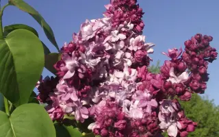 МАРШАЛ МАЛИНОВСКИЙ