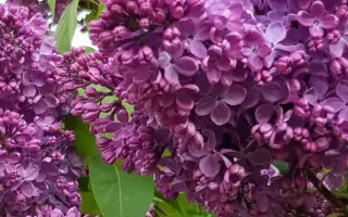 МАРШАЛ СОКОЛОВСКИЙ