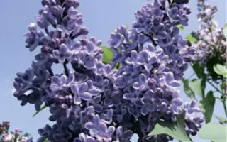 СИНЕНЬКИЙ СКРОМНЫЙ ПЛАТОЧЕК