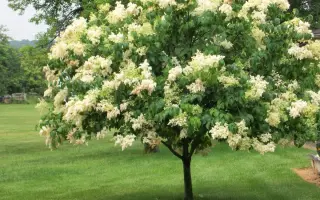 ЗОЛОТОЙ АМУР