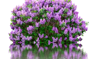 ХАНТИНГ ТАУЕР