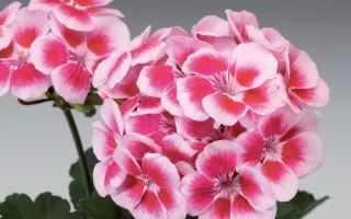 АМРИ ПИКЕГЗ