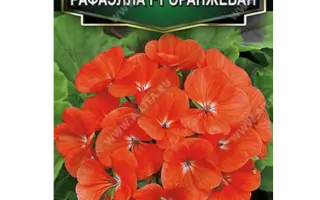 ОРАНЖЕВОЕ ПЛАМЯ