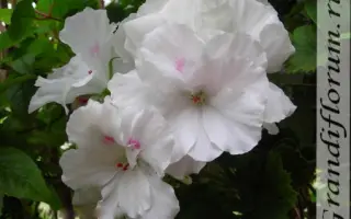 БЕЛОСНЕЖКА