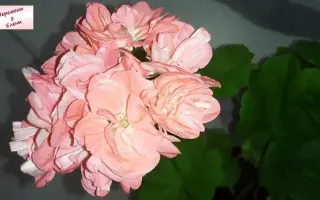 РОЗОВЫЕ ОБЛАКА