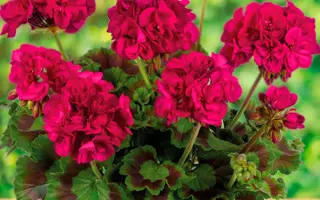 ЯГОДНЫЙ ЦВЕТ