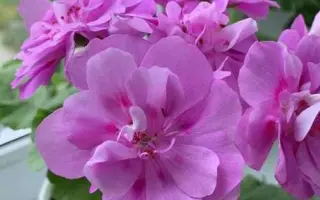 СИРЕНЕВЫЙ ТУМАН