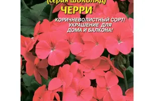 ГОРЯЧИЙ ШОКОЛАД