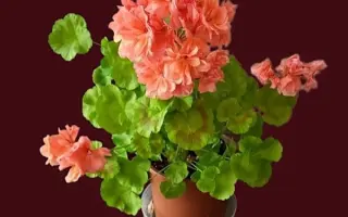 ПРЕЛЕСТНИЦА