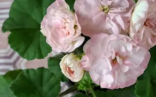 ОЧАРОВАНИЕ