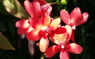 ЮЖНОЕ СИЯНИЕ