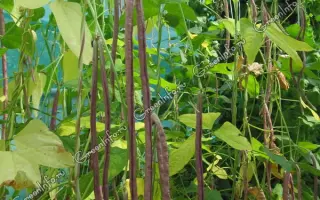 ДАЛЬНЕВОСТОЧНАЯ