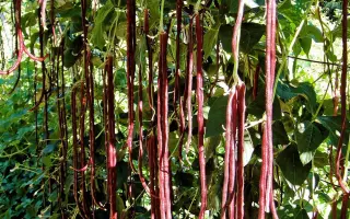 РЯБИНОВЫЕ БУСЫ