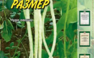 СИБИРСКИЙ РАЗМЕР