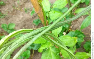 ЮНЬНАНЬСКАЯ