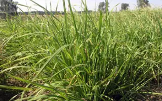 ИЗУМРУДНЫЙ