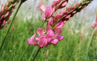 СЕВЕРОКАВКАЗСКИЙ ДВУУКОСНЫЙ