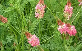 ПАВЛОВСКИЙ