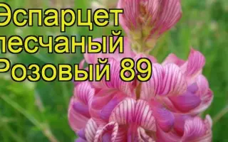 РОЗОВЫЙ 89