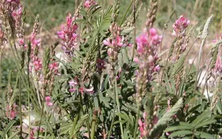 ЗЕРНОГРАДСКИЙ 2