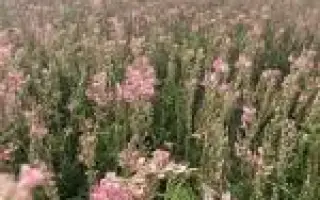 МИХАЙЛОВСКИЙ 5