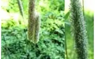 ПСКОВСКАЯ МЕСТНАЯ