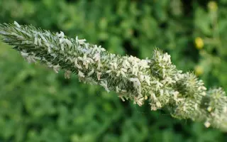 ХАБАРОВСКАЯ