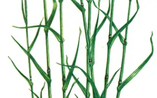 ИГЛИНСКАЯ МЕСТНАЯ