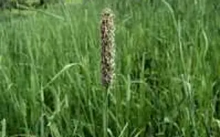 КРАСНОДАРСКАЯ 1