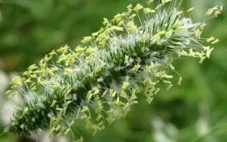 САММАГРЕЙЗ