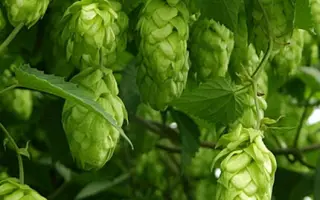 КРЫЛАТСКИЙ