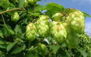 ЦИВИЛЬСКИЙ