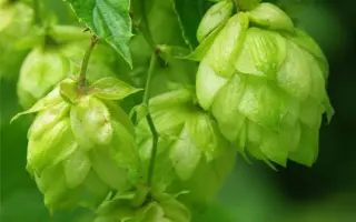 МИХАЙЛОВСКИЙ