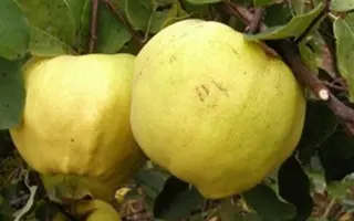 КРЫМСКАЯ РАННЯЯ