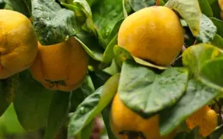 НОВОГОДНЯЯ