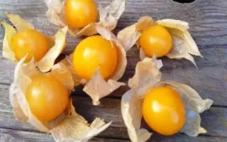 ЗОЛОТОЙ ПРИЗ